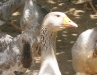 French Geese