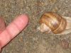 Snail