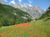 Poppies