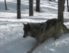 Wolves